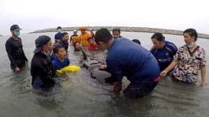 泰国鲸鱼吞咽多达80个塑料袋后死亡