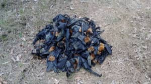 在热浪之后，数百名蝙蝠死于澳大利亚