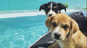 加勒比岛，您可以在那里玩救援犬看起来像天堂
