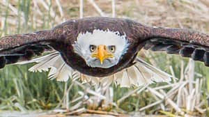 在完美的照片中，鹰凝视直接向下的相机镜头