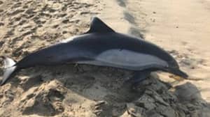 被冲上海滩的海豚被射杀