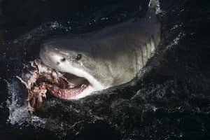 鲨鱼在诱饵后将相机拖入海洋