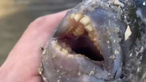 渔夫在佛罗里达州用“人类”牙齿捕获鱼