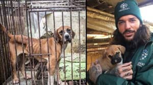 Towie的Pete Wicks拯救了韩国肉类农场的150只狗