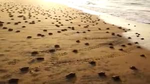 2000多万只小海龟第一次爬向大海