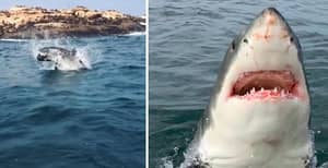 观看：罕见地看到“自然捕食”，因为大鲨鱼吞噬了婴儿印章