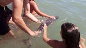 Baby Dolphin死后Beachgoers将其拉出海上照片