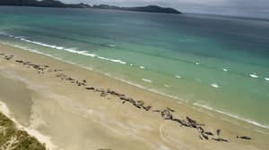 145头鲸鱼在新西兰一处偏远海滩搁浅后死亡