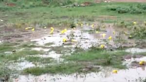 暴雨过后，亮黄色皮肤的牛蛙出现在印度