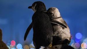 摄影师捕获时刻两名丧偶企鹅在一起享受墨尔本天际线