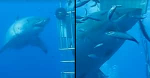深蓝色是有史以来最大的大鲨鱼在相机上捕获