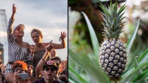 雷丁节和利兹节的组织者已正式禁止菠萝