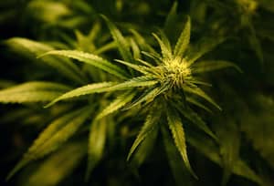 高级议员要求英国政府合法化大麻