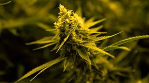 医疗大麻现已在英国处方提供