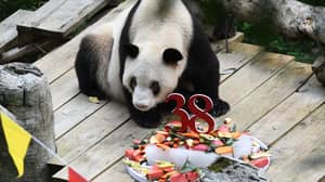 世界上最古老的熊猫在38岁和四个月