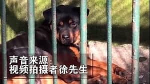 中国一家动物园被指控试图用狗冒充狼