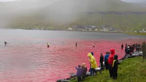 令人震惊的视频显示海在屠宰在法罗群岛屠宰时血液奔跑