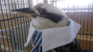 在找到Kookaburra被卖在美国宠物商店后，女人震惊