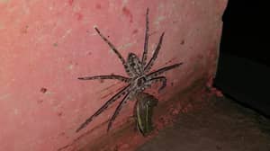 巨型蜘蛛在男人的浴室里拖着青蛙走向死亡