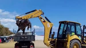 巨大的棱皮龟在海滩上洗净不得不被挖掘机移动