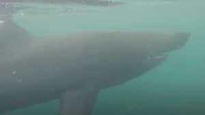 在苏格兰海岸，一条巨大的18英尺长的鲨鱼与游泳者擦肩而过