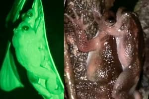 科学家通过研究两栖动物来发现新的性别“青蛙风格”