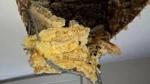 夫妇在蜂蜜开始滴入天花板后发现大量的蜂巢在阁楼上