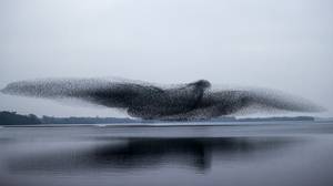 令人难以置信的时刻椋鸟在湖上形成巨型鸟