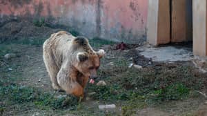 两只熊持续在巴基斯坦留下“世界上最糟糕的动物园”