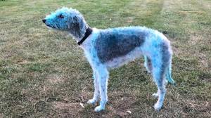 狗在油漆中滚动后几天留下了明亮的蓝色