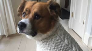 克里斯·埃文斯把狗穿着刀片式电缆编织毛衣，互联网留下了印象
