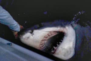小伙子照片捕获和大型2500磅的大鲨鱼的标签