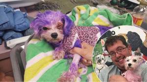 动物残酷：狗狗近乎死后死了她的紫色