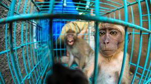 被束缚的猴子在巴厘岛卖出少于4英镑