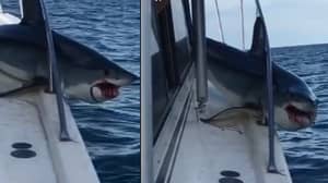 疯狂的鲨鱼跳到渔船造成的伤害