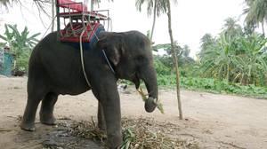 游客敦促不要在泰国骑大象
