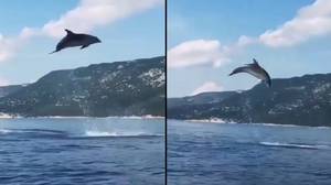 野生海豚为乘船游客提供了令人难以置信的表演