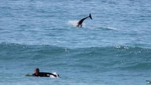 海豚加入康沃尔郡的冲浪者，这可能是有史以来最好的事情