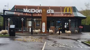 一群绵羊在冠状病毒封锁期间参观被关闭的麦当劳餐厅