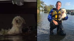 惊人的时刻小狗被从洪水淹没的房屋中救出