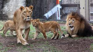 在印第安纳波利斯动物园，母狮子杀死了她三个幼崽的父亲
