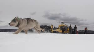 加拿大野狼专家空投到美国追捕麋鹿