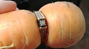 丢失的订婚戒指出现在胡萝卜上。藏在哪里了呢?