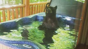 三只熊幼崽在热水浴缸中享受浸泡