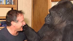 罗宾·威廉姆斯说见到大猩猩科科是一次“难忘”的经历