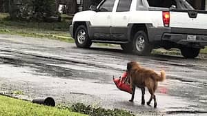 飓风“哈维”袭击后，一只狗带着一袋食物在网上走红