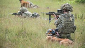 几十英勇的军犬被贬低为“不适合服务”
