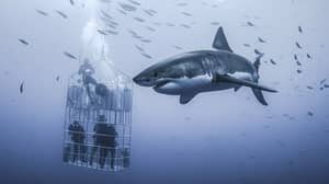 墨西哥的笼子潜水员笼罩着巨大的大白鲨鱼