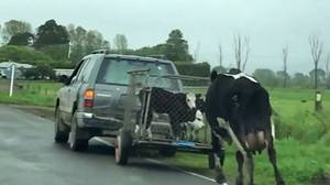 母牛追逐小牛被带走在蠕动的录影