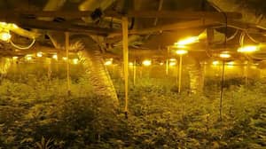 '印第安纳琼斯的药物Den是英国最先进的大麻农场
